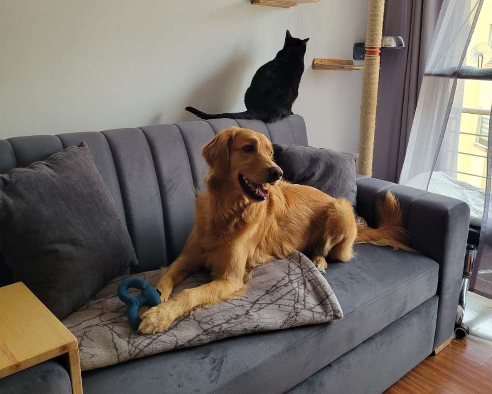 Cliente con golden retriever