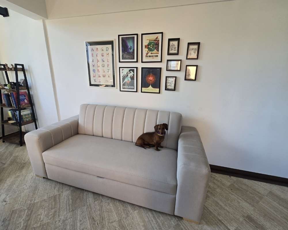 Perro en sofá gris