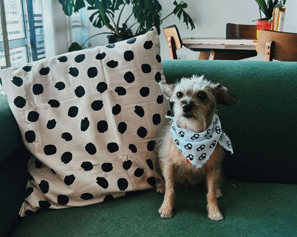 Perro en sofá gris